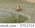 Tree frog 5751714