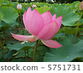 Ancient lotus 5751731