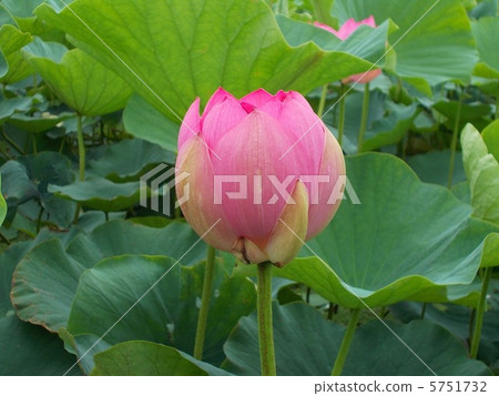 Ancient lotus Ancient lotus 5751732