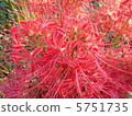 Cluster amaryllis 5751735