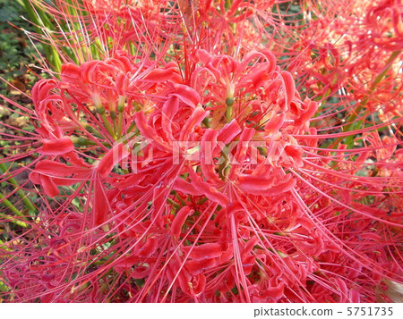 Cluster amaryllis 5751735