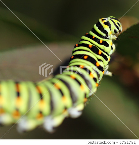 老年人生命幼蟲 老年人生命幼蟲 5751781