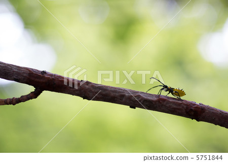 昆蟲 昆蟲 5751844