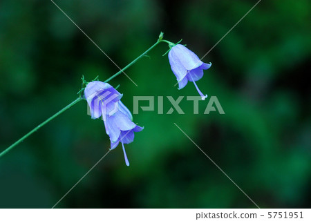 Adenophortriphylla Adenophortriphylla 5751951