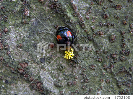 Spotted Namitentou 5752108