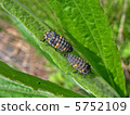 Nimitanto larva 5752109
