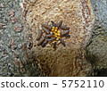 Namitantou hatching 5752110