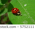 Namitentou preying on aphids 5752111