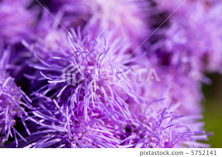 Ageratamu 5752141
