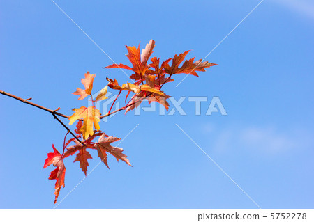 藍天和楓樹 藍天和楓樹 5752278