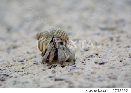 寄居蟹 5752292