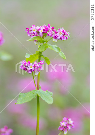 Red buckwheat flowers 5752311