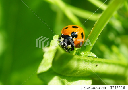 Ladybird Ladybird 5752316