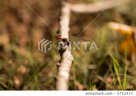 Dragonfly  5752417