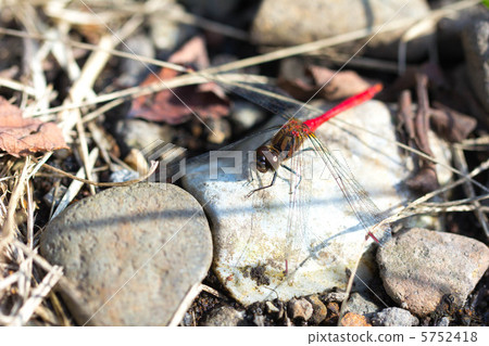 Red dragonfly Red dragonfly 5752418