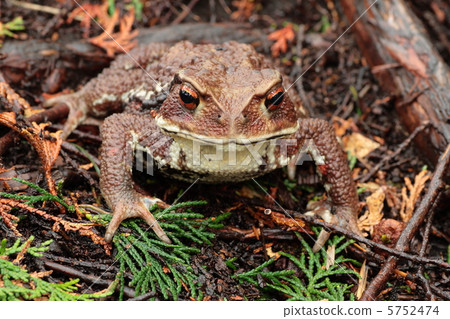 Close-up of a toad Close-up of a toad 5752474