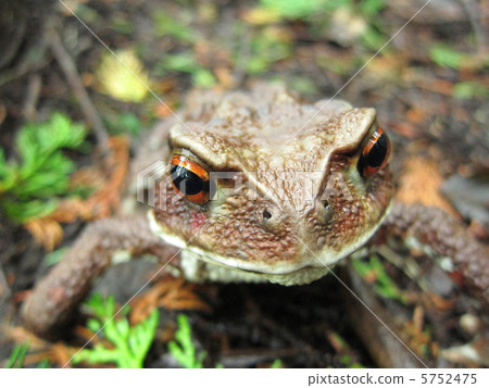 Close-up of a toad Close-up of a toad 5752475