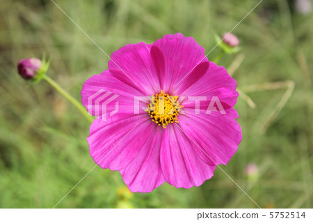 Cosmos Cosmos 5752514