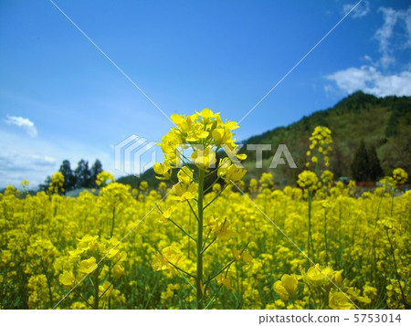 強姦開花 強姦開花 5753014
