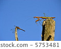 Mantis aiming for dragonfly 5753481