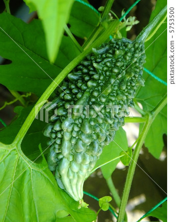 Bitter gourd Bitter gourd 5753500