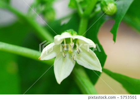 Blooming flowers Blooming flowers 5753501