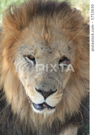 受傷的獅子 5753630