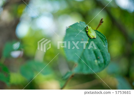 Tree frog Tree frog 5753681