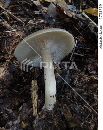 Hatakeshimeji Hatakeshimeji 5753719