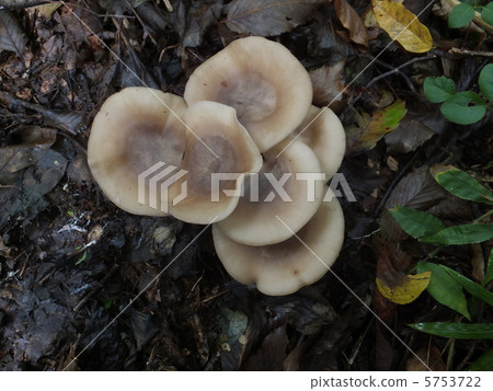 Hatakeshimeji 5753722