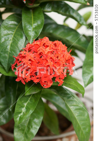 I am Yamanuta Ikusera · Kokkinia. 5753810