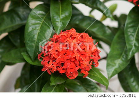 I am Yamanuta Ikusera · Kokkinia. 5753811