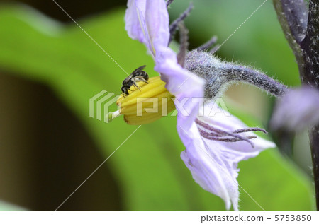 Eggplant flower 5753850