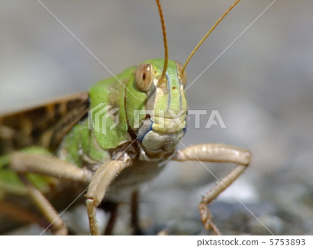 蝗蟲 蝗蟲 5753893