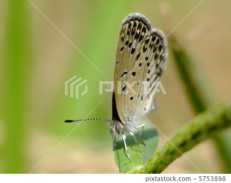 四治見町 四治見町 5753898