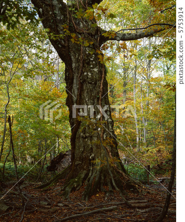 Shirakami山布納樹 Shirakami山布納樹 5753914