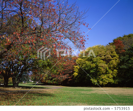 Autumn Kinutakoen 5753915