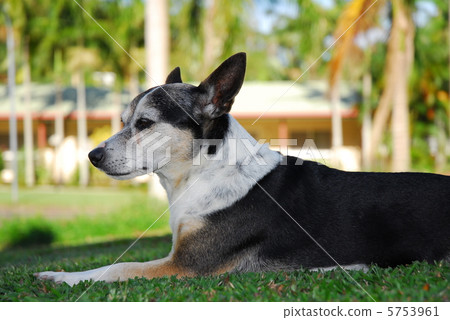 Smooth Fox Terrier Smooth Fox Terrier 5753961