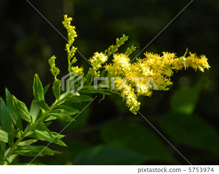 Seiitakahawadanchi So（高泡沫成長） 5753974