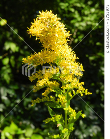 Seiitakahawadanchi So (Tall Foam Growth) 5753975