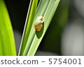 一隻青蛙 5754001