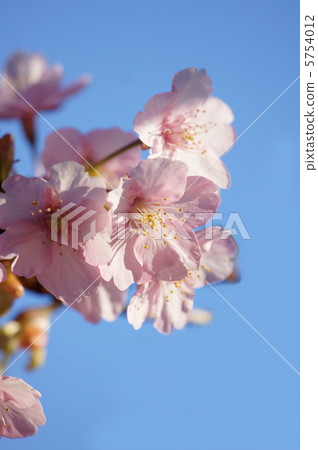 Kawazu櫻花在一個晴天 5754012
