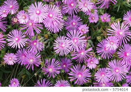 Livingston Daisy 5754014