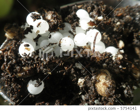 An egg An egg 5754141