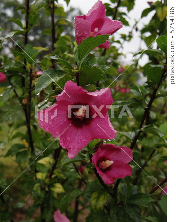 Flowers of the rain of rainy days Flowers of the rain of rainy days 5754186