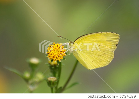 Garban chinchilla (closed-up) stopping at the flowers of the autumn field and absorbing it 5754189