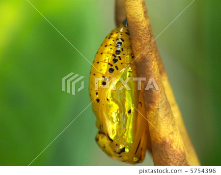 Ogomadara 5754396