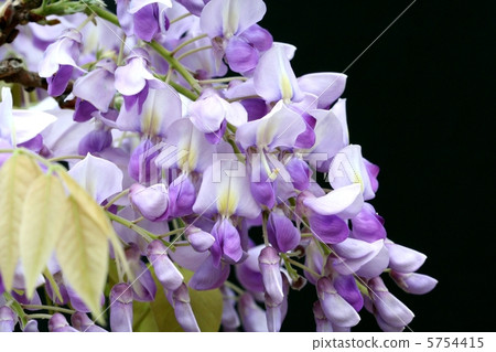 花是一朵短的紫藤花·Murasaki capitan 5754415