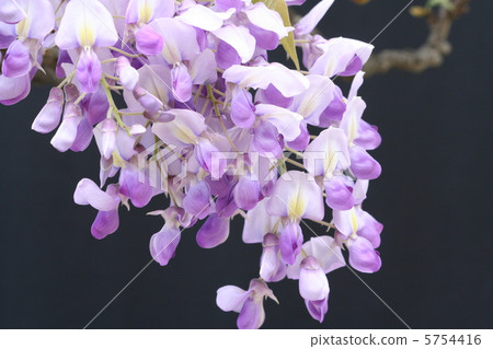 Floral wisteria with big flowers · Murasaki capitan Floral wisteria with big flowers · Murasaki capitan 5754416
