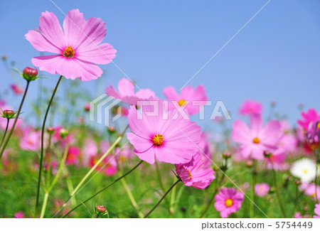 Cosmos 5754449